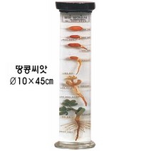 액침표본(식물발아순서) / 땅콩씨앗, 1개
