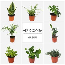 네오플라워 공기정화식물 꽃화분 허브, A17.트리안