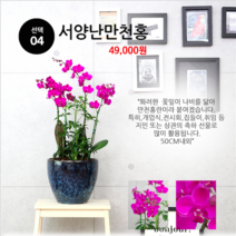 하트앤플라워 49 000원, 4_서양난만천홍, 1개