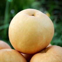 가정용 나주배 23년산 햇배, 1박스, 가정용 배 5kg (6~7과)