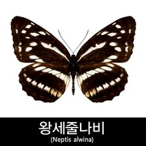 왕세줄나비표본/Neptis alwina