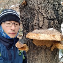 자연산상황버섯 (갓상황) 150g 재배아님 국내산, 1팩, 편상황버섯 (기본형) 150g