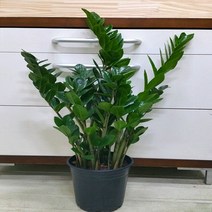 [용이네화원] 행운을 부르는 짱짱한 금전수 !!! 260 농원