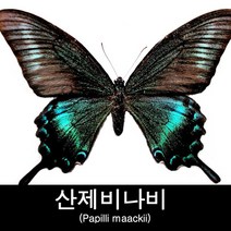 나비표본/산제비나비표본/Papilli maackii