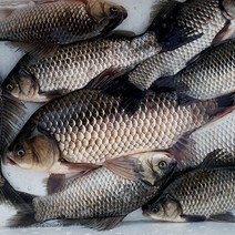 지에스푸드 빠가사리 매운탕용 1kg, 02. 참붕어 1kg (손질후 급속냉각 700g내외), 1세트