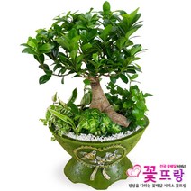 인삼펜다 개업선물/공기정화식물/전국꽃배달서비스