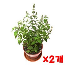 펫모닝 캣닙 화분재배세트 2개 캣닢키우기세트 고양이, 1, 1