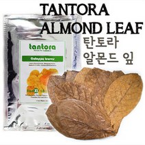 웰컴펫 탄토라 알몬드 잎 10~18cm, 1개