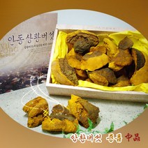 장수상황버섯 [중품], 1개, 300g