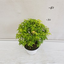 온누리농원 청희단풍나무, 청희단풍, 1개