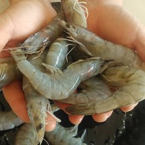 나라수산 싱싱한 자연산 흰다리새우 대하새우 500g, 1개, 흰다리새우(15마리)