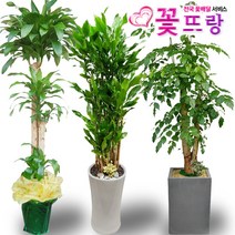 녹보수(대박나무) 공기정화식물 관엽식물 전국꽃배달서비스 개업화분/축하선물, A09 행복나무, 1개