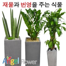 엔젤플라워 인기폭발 공기정화식물 초특가 개업화분 전국꽃배달, A26 벵갈나무, 1개