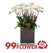 (주)99플라워 서양란 흰색 [ST-H425]전국당일꽃배달, 1개