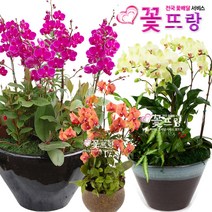꽃뜨랑 화려한서양란 호접란 만천홍 포춘 개업난 개업화분 전국꽃배달서비스 꽃화분, B10 핑크심비디움(대), 1개