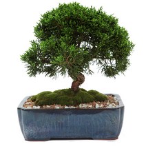 꽃배달 개업선물 개업화분 축하화환 관엽식물 동양란 서양란 소나무분재, 3번