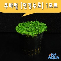 팝아쿠아 쿠바펄 (1포트) /전경수초, 1개