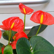 [용이네 화원] 안시리움 Small Orange 129 화원 농원