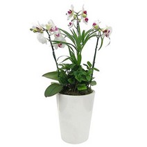 플라워리퍼블릭 개업화분 개업식 공기정화식물 관엽식물 전국꽃배달, 호접란레드립, 1개