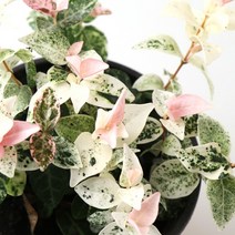 갑조네 공기정화식물 생화 화분 인테리어 식물 미세먼지제거 먼지정화, 오색마삭줄(소품), 1개