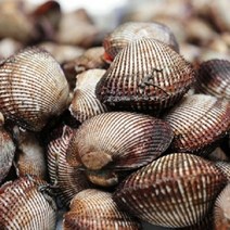 통영굴 석화가리비 제철해산물, 1개, 피꼬막3kg