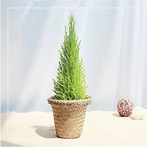 그린테라피 해초바구니 소형 공기정화식물, 율마해초 바구니 소 (갈색)
