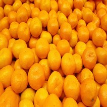 맛있는 제주 감귤, 1개, 10kg 중소 랜덤과