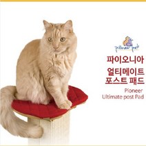 파이오니아 캣스크래쳐 3832/ 얼티메이트 스크래쳐 포스트, 본상품선택, 선택하신 상품