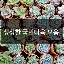 제이팟다육 예쁜 국민 다육이 다육식물 200종류, A26. 핑크루비