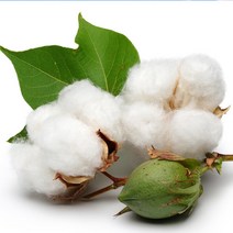 프래그런스 오일_자연향_클린 코튼 20ml, 클린 코튼