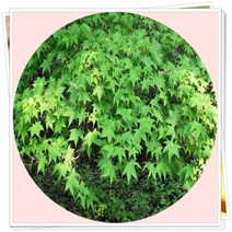 행복한정원 고로쇠단풍나무 묘목 2년5주, 1개