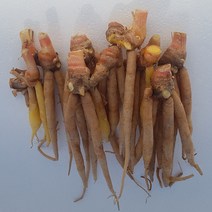 알라딘푸드 생 핑거루트 태국산 항공직송, 1팩, 3kg