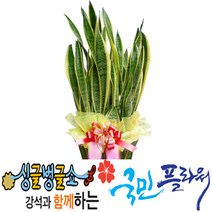 국민플라워 관엽, 산새베리아B