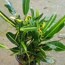 장미농원 공기정화식물 관엽 미세먼지 제거 화분 40-50종, 1개, 바나나크로톤