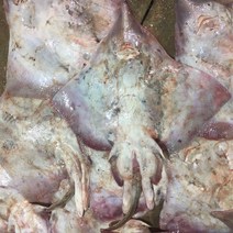 흑산도어부 흑산도 홍어 (산지직송), 6kg(수치-중간삭힘), 1개