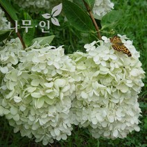 [나무인] 목수국(나무수국) 키1m 2그루, 2개