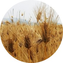 진도허브 국내산 새싹발아분말 보리 밀 현미 검은콩 옥수수 팥, 발아보리분말 300g (실속 지퍼백)