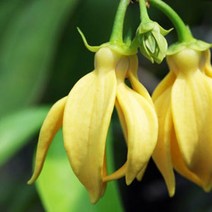 [아로마케이] 캔들 디퓨저용 프래그런스오일 100ml 아로마오일(CPL), 일랑일랑100ml