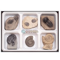 삼엽충3종 암모나이트3종 화석 RSA