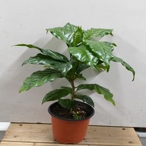 행복한꽃순이 커피나무 (한목대)