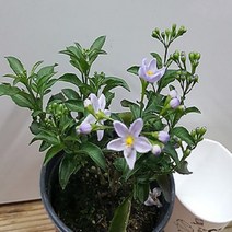 행복한꽃순이 배풍등 (소), 1개