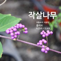 작살나무