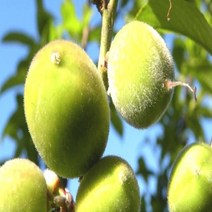 목하원예조경 복숭아나무 묘목 (개복숭아) 실생2년