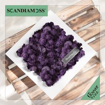 미세먼지 철벽방어! 실내공기정화식물 스칸디아모스 모음 천연이끼, 21.정사각스칸디아액자set 20cmP-퍼플