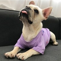 강아지명품옷 TOP100으로 보는 인기 제품