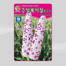 제일종묘 옥수수 씨앗 알록이찰옥수수 150립