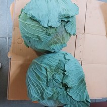 양배추, 3.5kg, 1개입