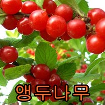 앵두접목1년 2그루