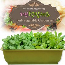 세경팜 허브텃밭세트(바질 루꼴라) 키우기, 그린화분(바질,루꼴라)