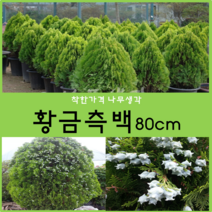 착한가격나무생각 황금측백 80cm 1주